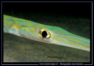 During a night dive... taking advantage of our ligths to ... by Michel Lonfat 